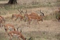 Animals at ruaha national park Royalty Free Stock Photo