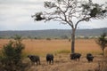 Animals at ruaha national park Royalty Free Stock Photo