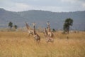 Animals at ruaha national park Royalty Free Stock Photo