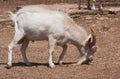 Safari Park. Brijuni National Park. Croatia