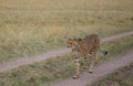 Animals in the savannah of Masai Mara national park in Kenya Royalty Free Stock Photo