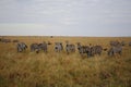 Animals in the savannah of Masai Mara national park in Kenya Royalty Free Stock Photo