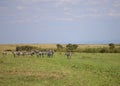 Animals in the savannah of Masai Mara national park in Kenya Royalty Free Stock Photo