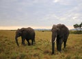 Animals in the savannah of Masai Mara national park in Kenya Royalty Free Stock Photo