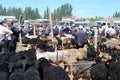 Animals, sheep, cows at Uyghur Sunday Livestock bazaar market in Kashgar, Kashi, Xinjiang, China