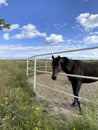 Animals. Side view of a brown horse against a blue sky with white clouds. Royalty Free Stock Photo