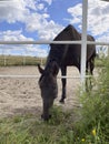 Animals. Side view of a brown horse against a blue sky with white clouds. Royalty Free Stock Photo