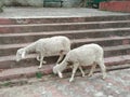 animals on the sidewalk along the coastline in Chenab river Akhnoor Royalty Free Stock Photo