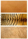 Animals skin