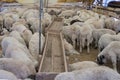 Animals sold for sacrifice - Turkish Kurban Bayrami