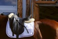 Animals, sport concept. Saddle on horse. Portrait close up of brown horse with english saddle, outdoor. Royalty Free Stock Photo