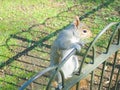 Animals - Squirrel bounds up the fence at Buckingham Palace, London, UK