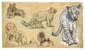 Animals, theme: BIG CATS - hand drawn vector pack Royalty Free Stock Photo