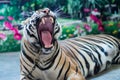 Tiger gape Royalty Free Stock Photo