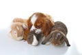 Animals together. Real pet friends. Rabbit dog guinea pig animal friendship. Pets loves each other. Cute lovely cavalier