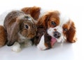 Animals together. Real pet friends. Rabbit dog guinea pig animal friendship. Pets loves each other. Cute lovely cavalier Royalty Free Stock Photo