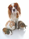 Animals together. Real pet friends. Rabbit dog guinea pig animal friendship. Pets loves each other. Cute lovely cavalier king char