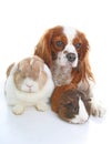Animals together. Real pet friends. Rabbit dog guinea pig animal friendship. Pets loves each other. Cute lovely cavalier king char Royalty Free Stock Photo