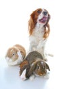 Animals together. Real pet friends. Rabbit dog guinea pig animal friendship. Pets loves each other. Cute lovely cavalier king char Royalty Free Stock Photo