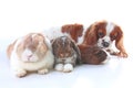 Animals together. Real pet friends. Rabbit dog guinea pig animal friendship. Pets loves each other. Cute lovely cavalier