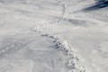 Animals track in big snow. Wild animals footprints on snow on mountain. Animal tracks in snow near the forest in winter. Royalty Free Stock Photo