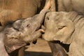 Animals: two baby elephants playing
