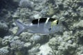 Animals underwater - Bream Fish