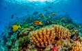 Animals of the underwater marine world. Ecosystems. Colorful tropical fish. Life on the coral reef