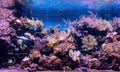 Animals of the underwater sea world. Ecosystem. Colorful tropical fish. Life in the coral reef Royalty Free Stock Photo