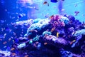 Animals of the underwater sea world. Ecosystem. Colorful tropical fish. Life in the coral reef Royalty Free Stock Photo