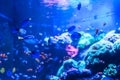 Animals of the underwater sea world. Ecosystem. Colorful tropical fish. Life in the coral reef Royalty Free Stock Photo
