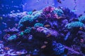 Animals of the underwater sea world. Ecosystem. Colorful tropical fish. Life in the coral reef Royalty Free Stock Photo