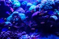 Animals of the underwater sea world. Ecosystem. Colorful tropical fish. Life in the coral reef Royalty Free Stock Photo