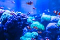 Animals of the underwater sea world. Ecosystem. Colorful tropical fish. Life in the coral reef Royalty Free Stock Photo