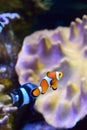 Clown fish