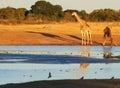 Animals at the waterhole Royalty Free Stock Photo