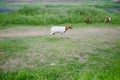 Animals: a white goat