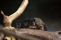 Three kid weeper capuchins having rest on a log Royalty Free Stock Photo