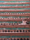 Cat resting in moroccan tiled stairs