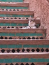 Cat resting in moroccan tiled stairs