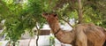 ANIMALS WILDLIFE A CAMEL EATING GREEN PLANT AND GREES