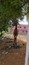 ANIMALS WILDLIFE A CAMEL EATING GREEN PLANT AND GREES