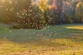 Mosquitos swarm flying in sunset light Royalty Free Stock Photo