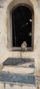 Animals wildlife style a nice monkey sitting image background old building