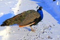 Animals in winter. Bright blue beautiful peacocks with a long tail feathers walk in snow. Decorative bird peacock in park, zoo in Royalty Free Stock Photo