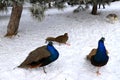 Animals in winter. Bright blue beautiful peacocks with a long tail walk in the snow. Decorative bird peacock in park, zoo in Royalty Free Stock Photo