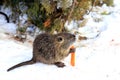 Animals in winter. Nutria with long yellow fur, otter, marsh beaver eat in the snow in farm the river. Water rat, muskrat sits in