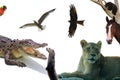 Animals of the world collage on a white background Royalty Free Stock Photo