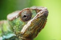 Animals. Young green chameleon. Chameleon close-up portrait