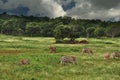 Animals zebra and buffalo in nature among green fields and trees.